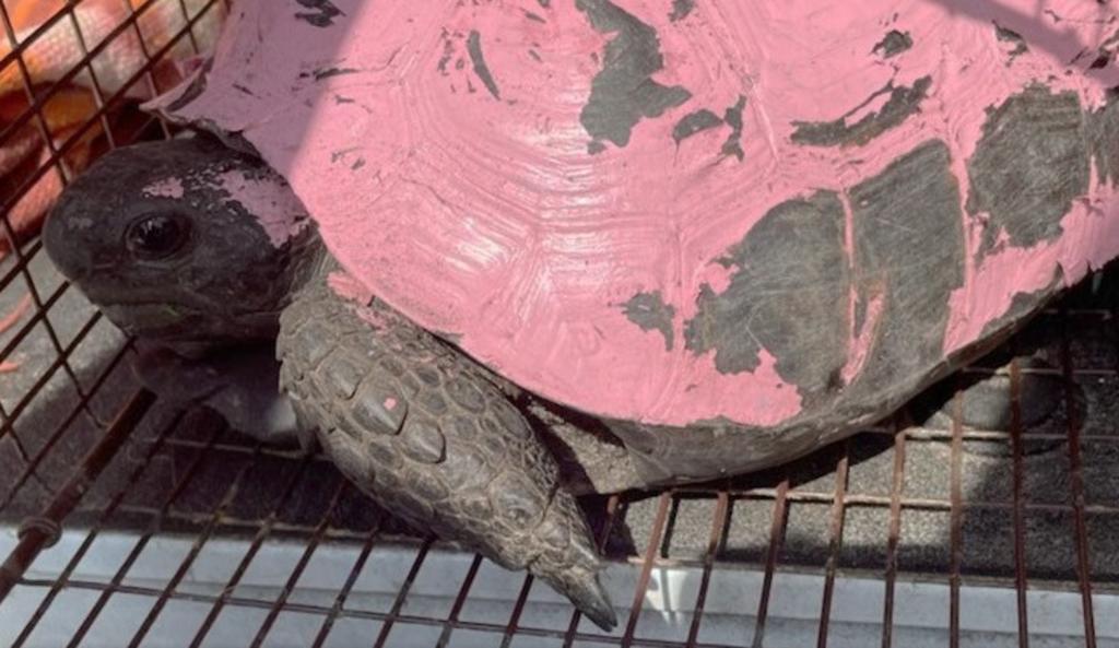 No es la primera vez que se rescata una tortuga en Florida con el caparazón pintado, un acto que puede parecer inofensivo para el animal, pero representa grandes daños para él, además de ser calificado como un delito (ESPECIAL) 