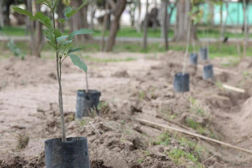 La Dirección de Ecología y Medio Ambiente en Saltillo informó que dentro del programa de reforestación en Saltillo más de 800 mil plantas han sido reforestadas en la entidad, por lo que se encuentran apunto de cumplir la meta de un millón de unidades. (ARCHIVO)
