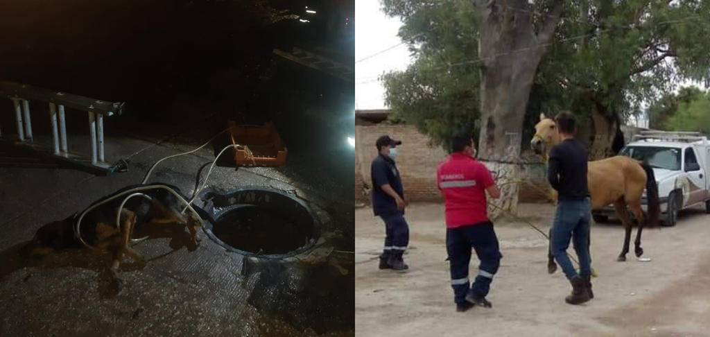 Elementos de prevención, auxilio y rescate, tanto del municipio de Lerdo como de Gómez Palacio lograron rescatar un perro y un caballo que se encontraban atrapados. (EL SIGLO DE TORREÓN)