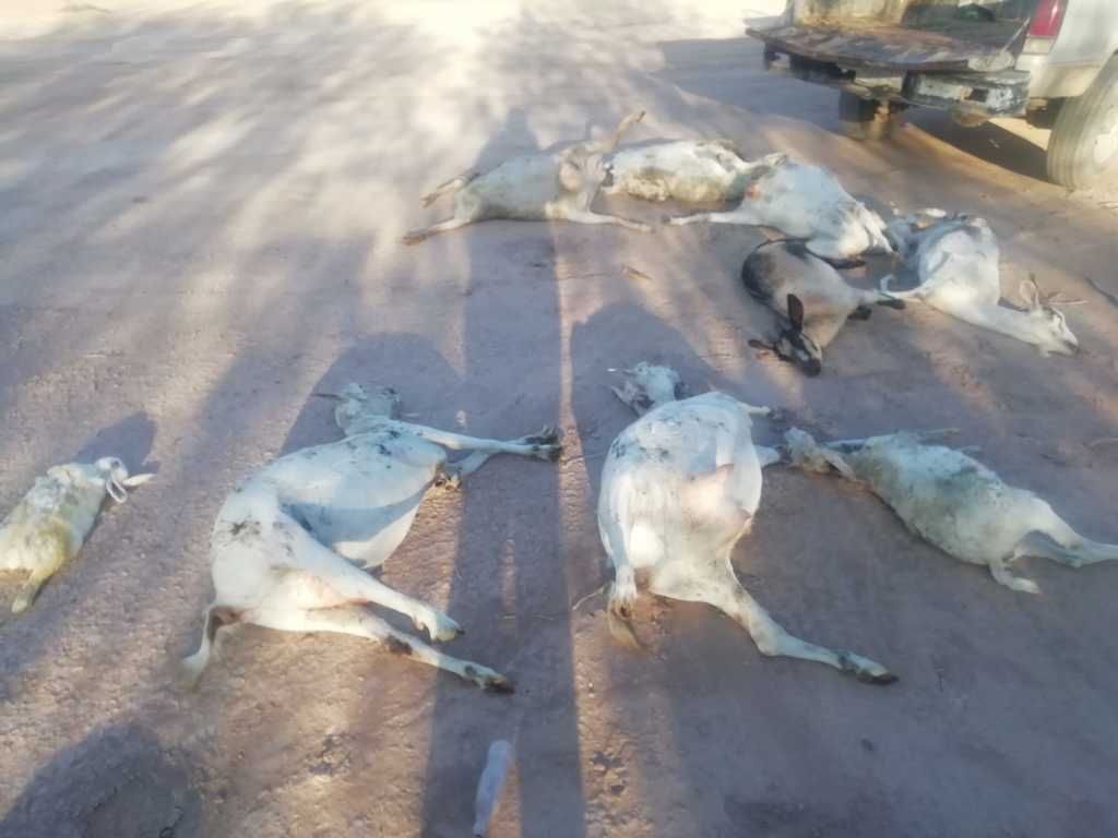Son más de 70 cabras que han sido atacadas por un animal. (ARCHIVO)