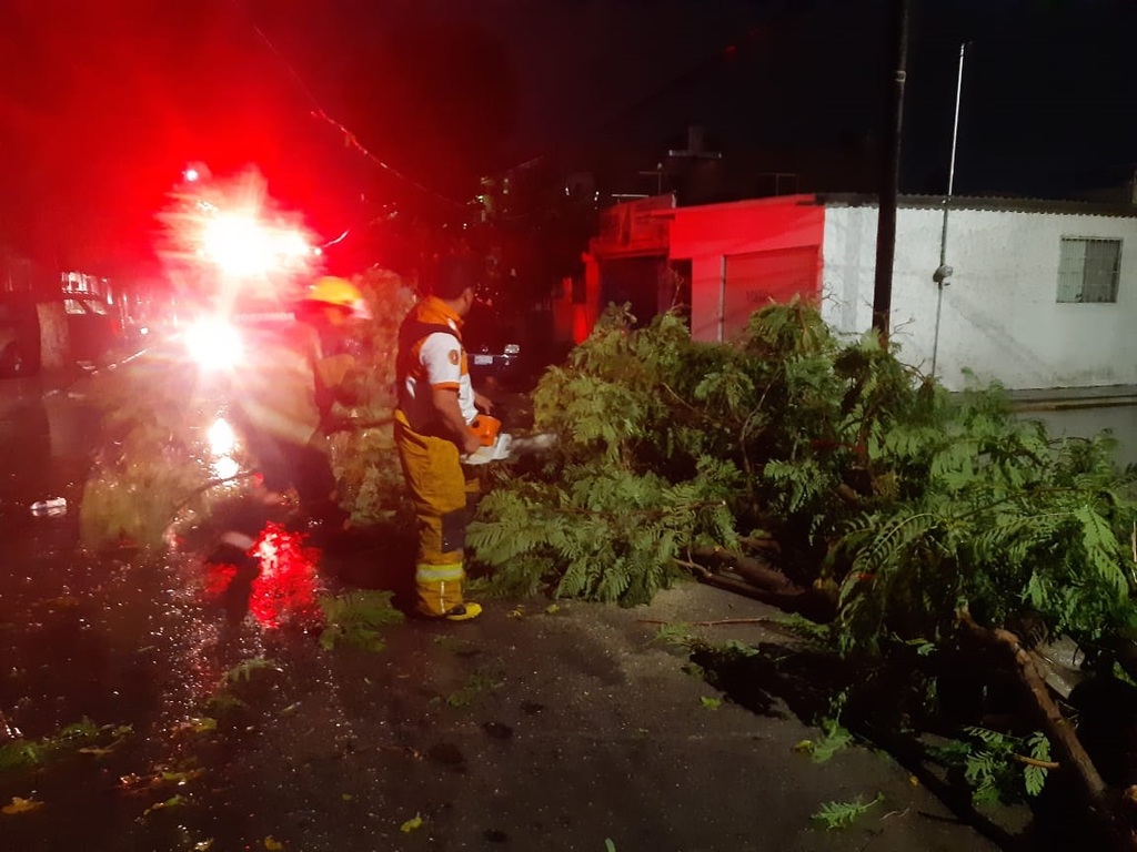 Protección Civil atendió la caída de cuatro árboles tras las lluvias. (CORTESÍA)