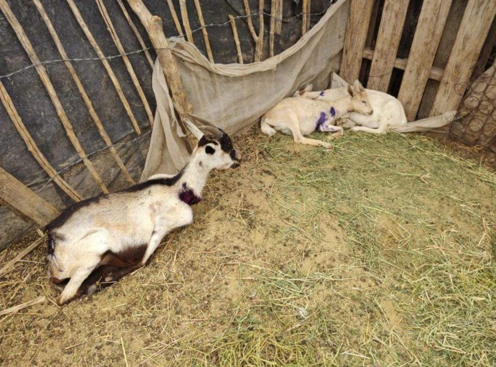 Aseguran que son perros salvajes los que han atacado al ganado caprino. La Dirección de Desarrollo Rural ha estado monitoreando. (ARCHIVO)