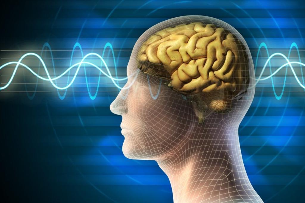 Neurocientíficos de la Universidad de California, han descubierto una nueva vía en el cerebro humano que procesa primero los sonidos del lenguaje (ESPECIAL) 