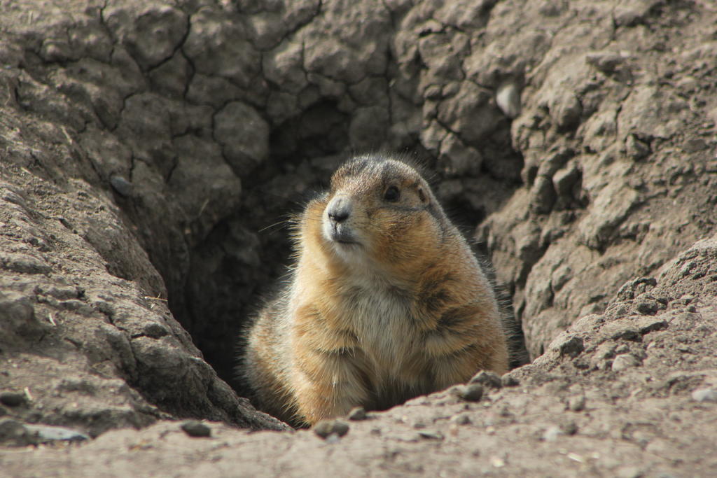 Un grupo de 84 perritos de la pradera fueron liberados en Saltillo, como parte del cuidado de la fauna e incrementar el número de ejemplares que se tiene en la entidad. (ARCHIVO)