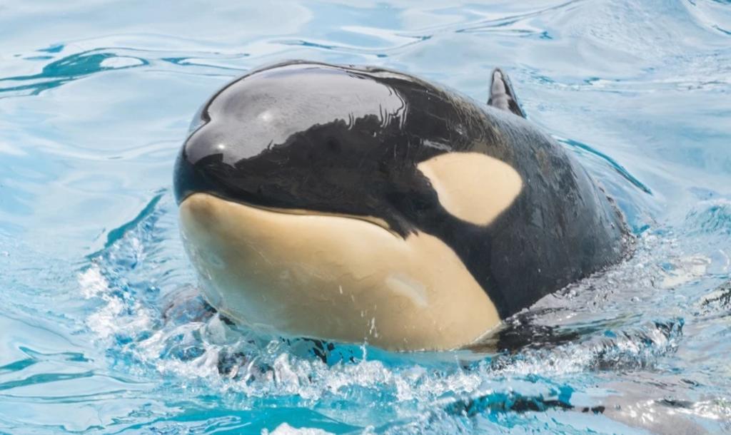La causa de muerte de la orca de nombre Amaya, de 6 años, se conocerán hasta que sean entregados los resultados de la autopsia (AP) 