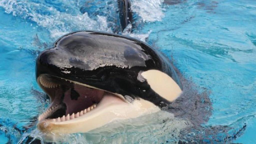 Amaya, una orca hembra de 6 años, murió en el parque Seaworld de San Diego, sur de California (EUA), por causas aun por determinar y organizaciones de defensa de los animales reclamaron que se investigue su muerte de manera independiente.