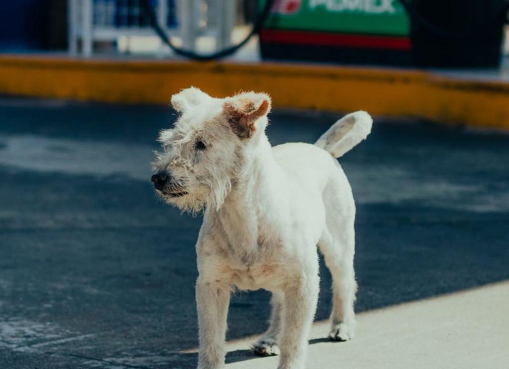 El perrito de nombre 'Gasolin' que trabaja en una gasolinera de Tecate, Baja California, ha encantado dentro y fuera de redes sociales (@SUPER_GASOLIN) 
