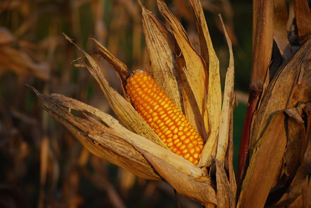 El maíz Jala se planta en algunas zonas de Jalisco, Sinaloa y otros estados, pero su mejor desarrollo y crecimiento se ha observado en el municipio de Jala (ESPECIAL) 