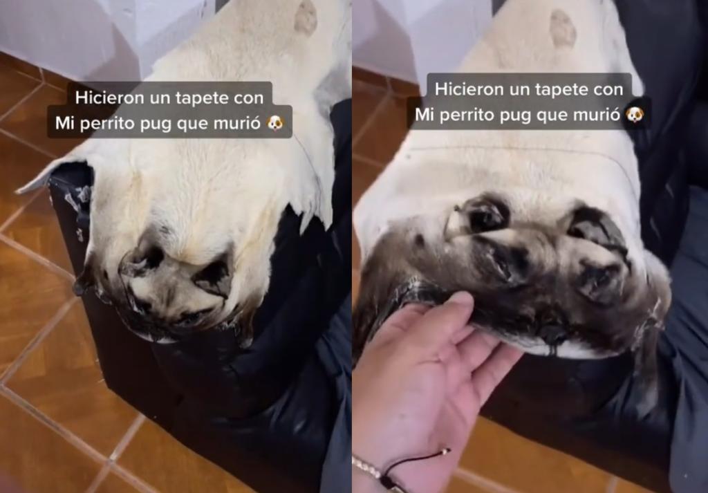 A través de un video, el 'tiktoker' mostró el resultado de disecar a su perro y convertirlo en un tapete (CAPTURA) 