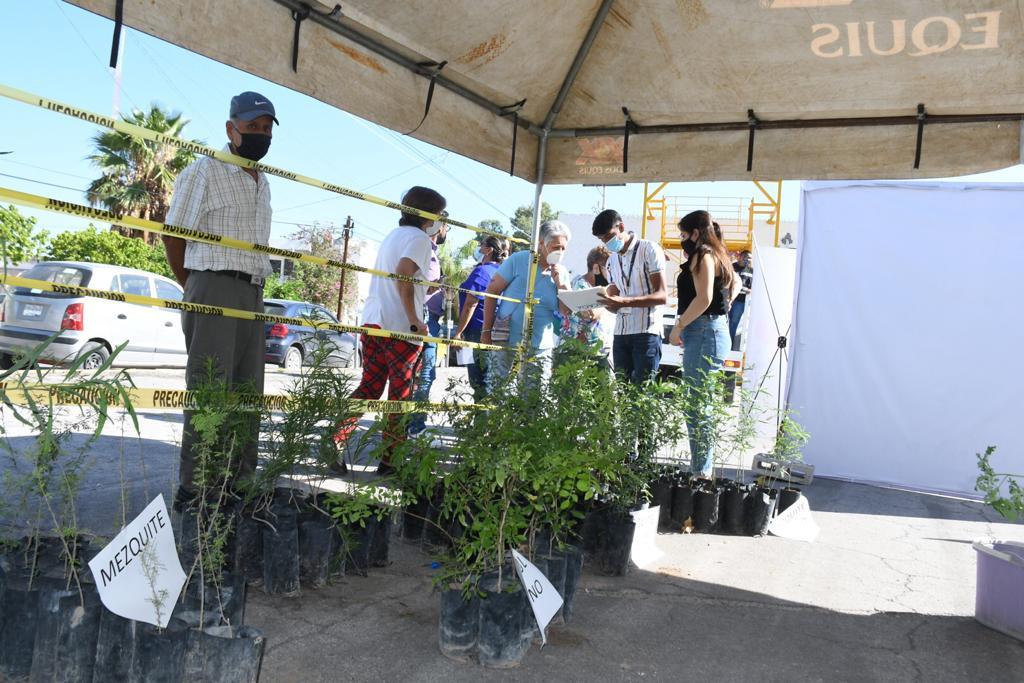 Carlos González Silva, presidente de la Cámara Nacional de la Industria de la Transformación (Canacintra) en Torreón, dijo que se busca este año superar la meta de mil 50 árboles otorgados en la campaña anterior de 2019, por lo que se cuenta con 18 especies distintas.
(FERNANDO COMPEÁN)