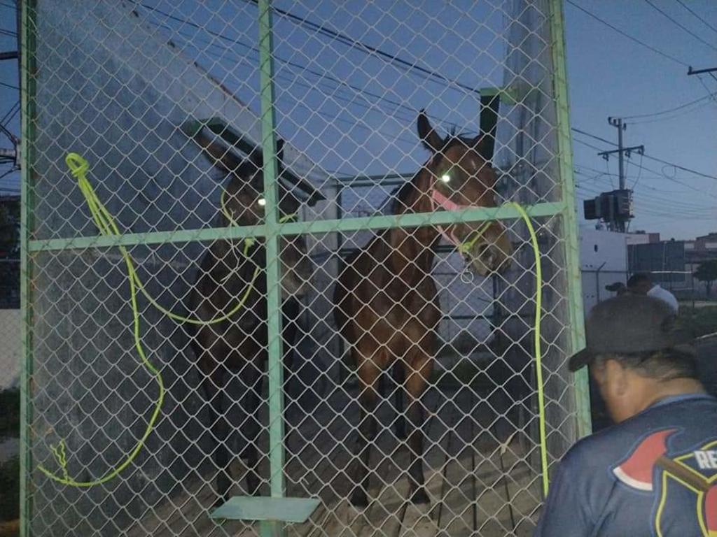 De manera inmediata las autoridades salieron a recorrer el bulevar para tratar de localizar a los caballos, los cuales fueron resguardados y trasladados a la subestación para posteriormente ser entregados a personal de la dirección de ecología. (EL SIGLO DE TORREÓN)