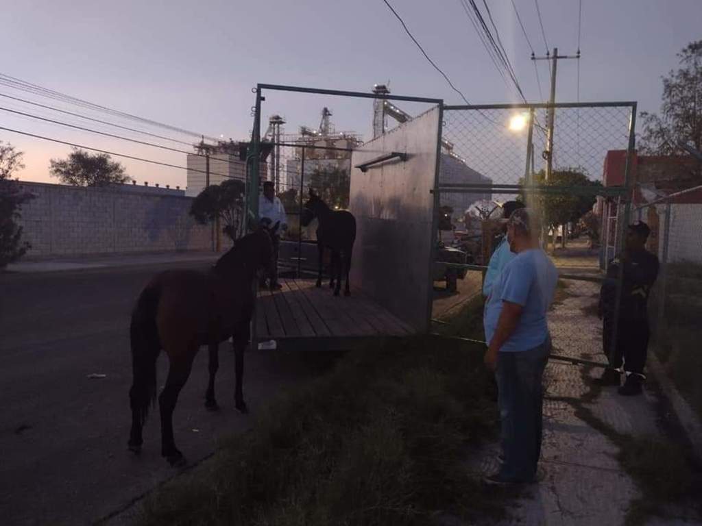 Localizan a dos caballos trotando en el bulevar Miguel Alemán de Gómez Palacio; fueron asegurados por los bomberos. (EL SIGLO DE TORREÓN)