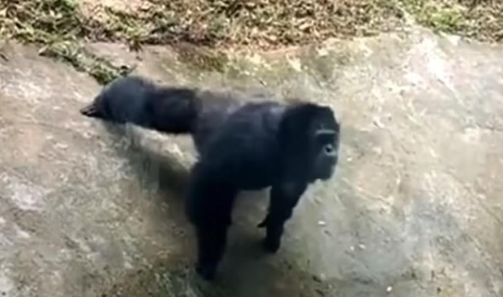 El chimpancé ya había imitado otras actividades humanas en el pasado (CAPTURA)