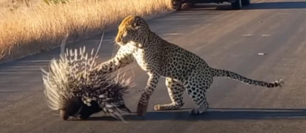 El leopardo terminó desistiendo en atacar al puercoespín (CAPTURA)
