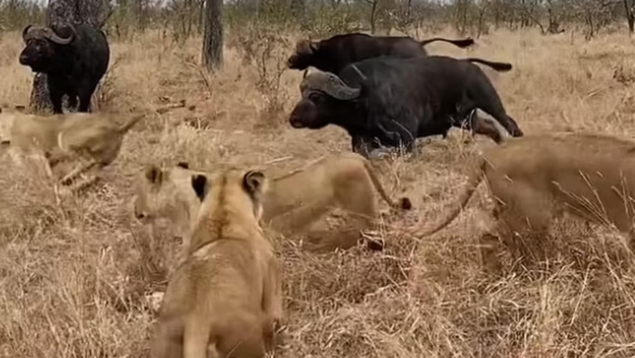 Los búfalos ahuyentaron a los leones (CAPTURA)