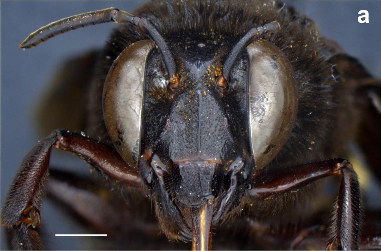 El estatal Instituto Nacional de Biodiversidad (Inabio) de Ecuador anunció el hallazgo en el país del primer caso de una abeja andrógina, con características morfológicas de ambos sexos: mitad hembra, mitad macho. (ARCHIVO) 
 