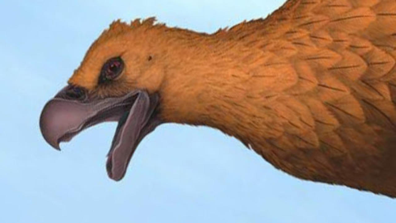Un equipo de investigadores argentinos comunicó en la revista Journal of Vertebrate Paleontology el descubrimiento en el centro de Argentina de los últimos teratornítidos, unas aves voladoras carnívoras gigantes que habitaron América del Sur durante el Pleistoceno tardío, según dijo a Efe uno de los investigadores. (ESPECIAL)
 