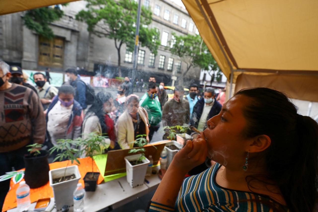 67% considera probable que el cultivo de la marihuana beneficie a México (ESPECIAL)