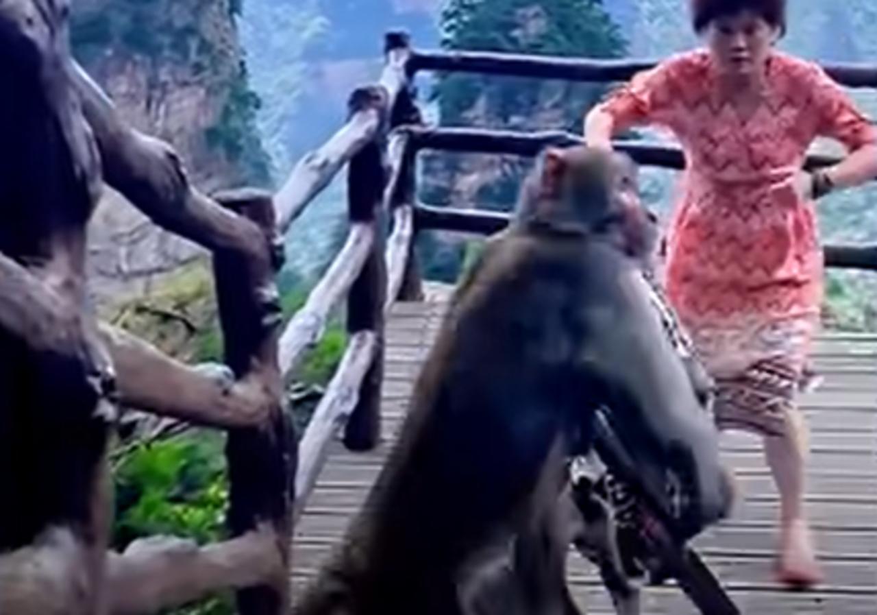 La mujer usó comida para atraer al mono y recuperar su bolso (CAPTURA)