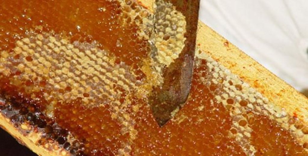 La producción de miel en la entidad, entre enero y agosto, fue de 164 toneladas. (EL SIGLO DE TORREÓN) 