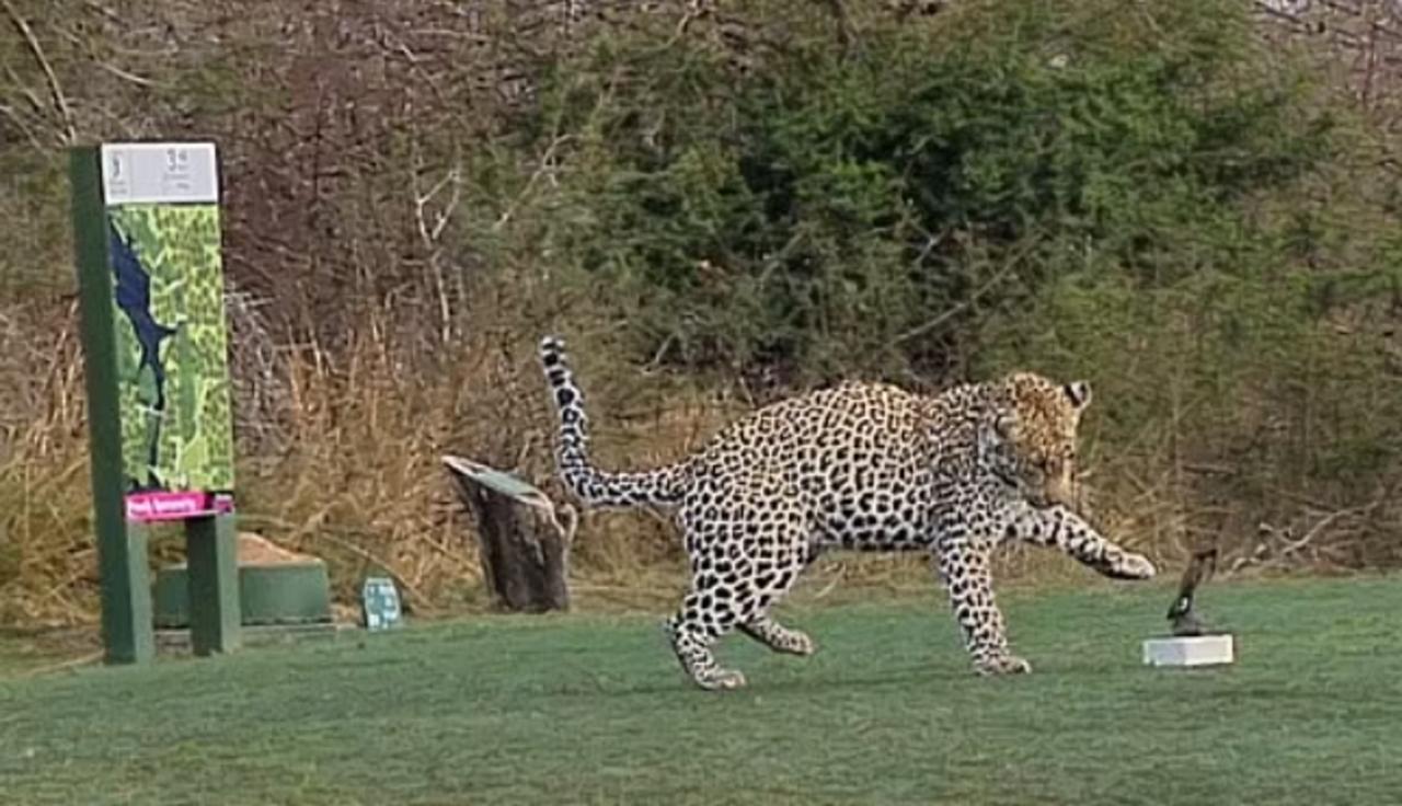 El animal duró 10 minutos en el campo (CAPTURA)