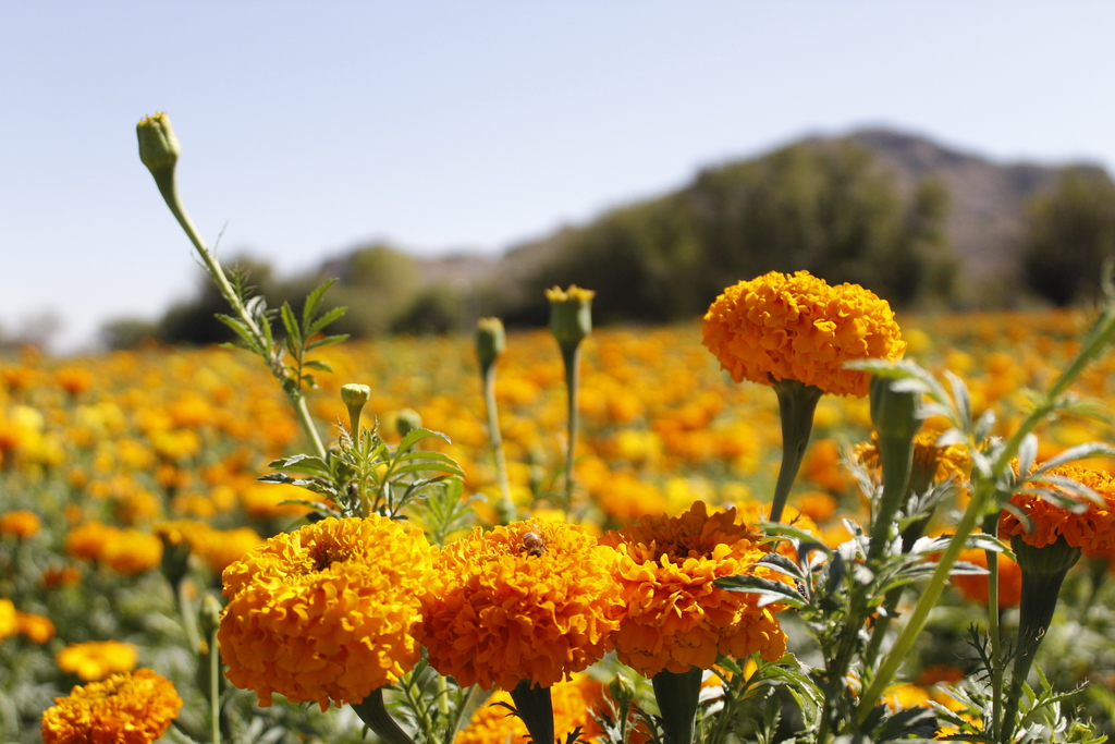 Regularmente se cosechan entre 100 y 150 hectáreas de flor de temporada como la de cempasúchil, margarita y mano de león. (EL SIGLO DE TORREÓN)