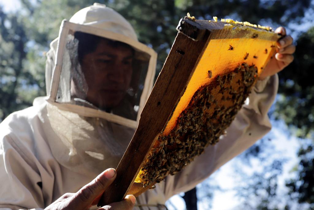 A nivel nacional son 36 mil 485 toneladas de miel las que se han producido transcurridos nueve meses de lo que va del año. (EL SIGLO DE TORREÓN) 