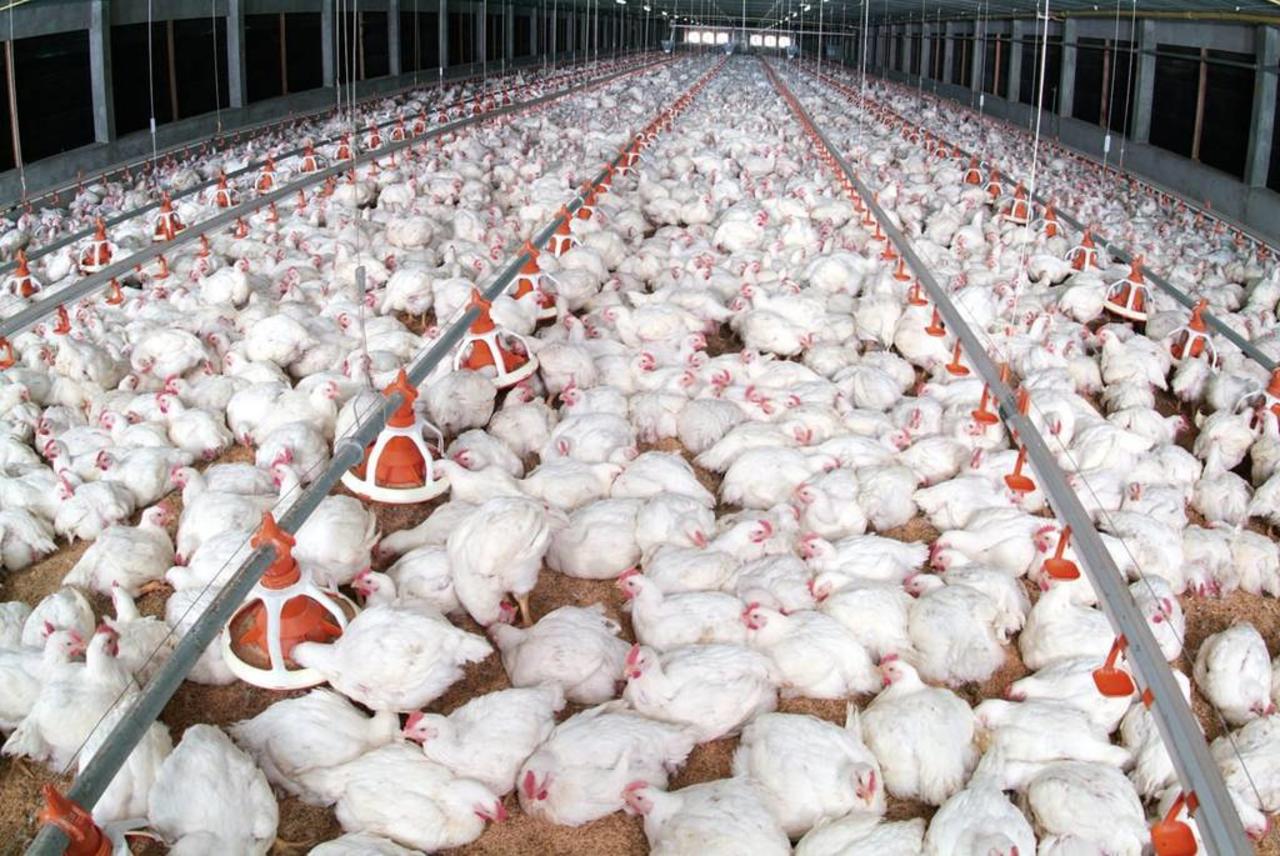 Cifras del Consejo de Exportación de Aves y Huevos de Estados Unidos (USAPEEC, por sus siglas en inglés), indicaron que en los primeros cinco meses de este año se exportaron más de 105,000 toneladas de patas de pollo hacia China, con un valor total de 254 millones de dólares. (ESPECIAL)

 
