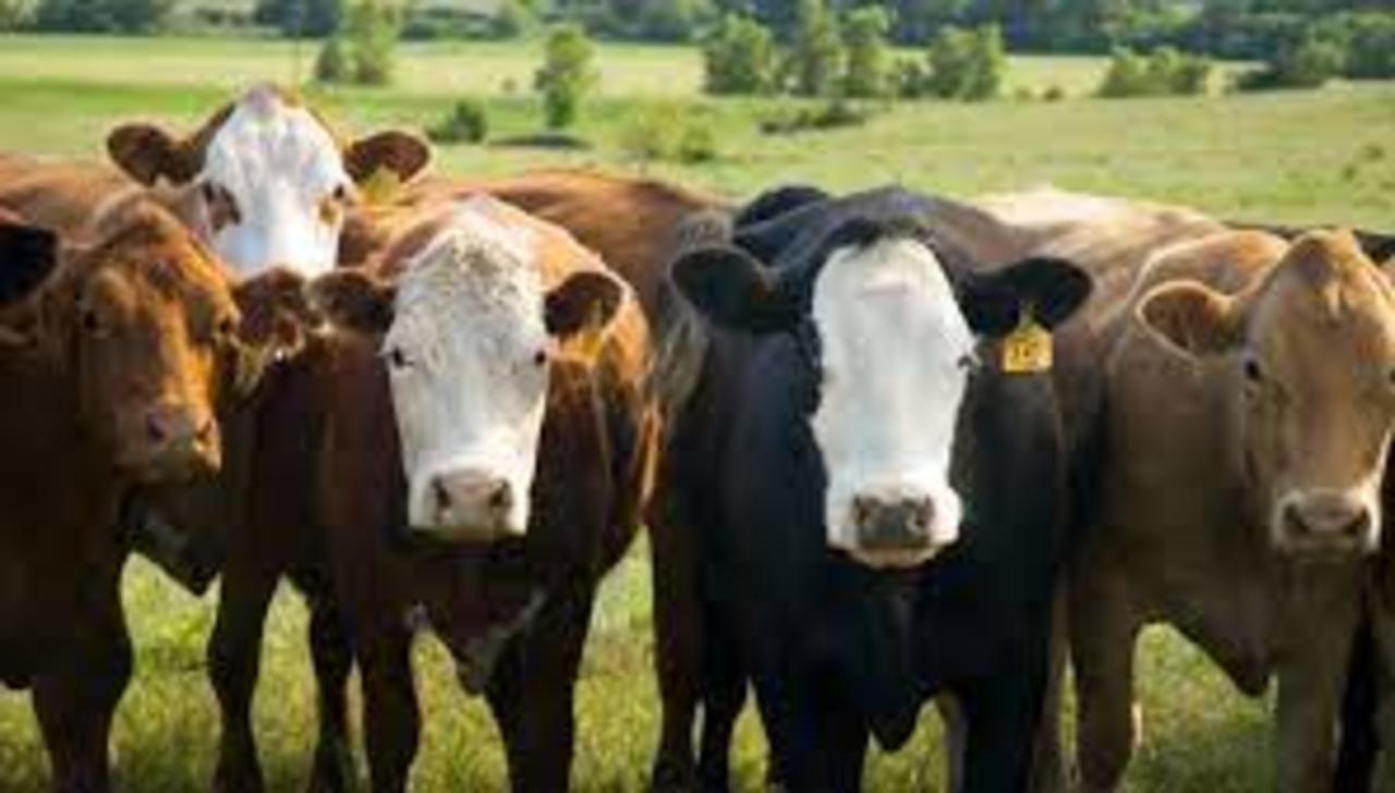 Especialistas del Servicio de Investigación Agrícola (ARS) del Departamento de Agricultura de Estados Unidos, aseguraron, después de realizar los estudios correspondientes, que los animales de producción no suponen un riesgo para el contagio de la COVID-19. (ESPECIAL) 