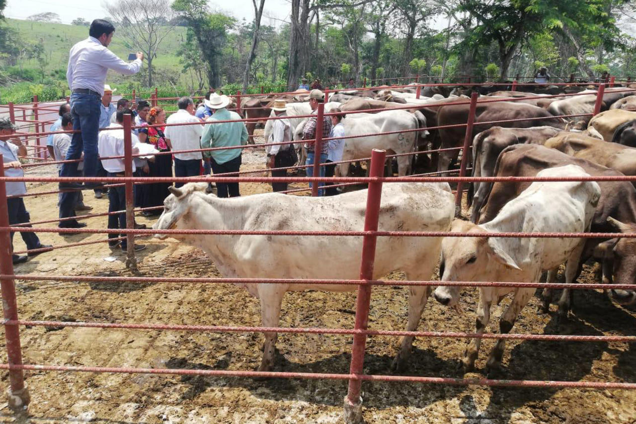 Con 750 mil cabezas de bovino, la mitad del hato de vacas, becerros y sementales que hay en Oaxaca, los ganaderos del Istmo de Tehuantepec, que hasta antes de la pandemia vendían anualmente 300 mil ejemplares en pie al norte del país, tienen un nuevo reto: quieren vender directamente al mercado estadounidense. (ARCHIVO) 
 