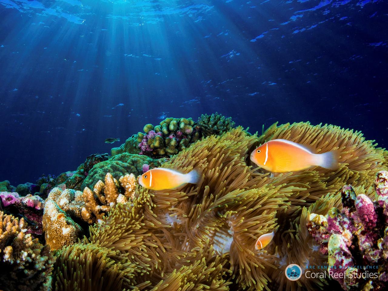 La Unesco anunció el lanzamiento de un estudio de dos años para hacer un seguimiento de las especies marinas en los sitios del Patrimonio Mundial y ayudar a medir la vulnerabilidad de la biodiversidad ante el calentamiento global. (ARCHIVO) 
 