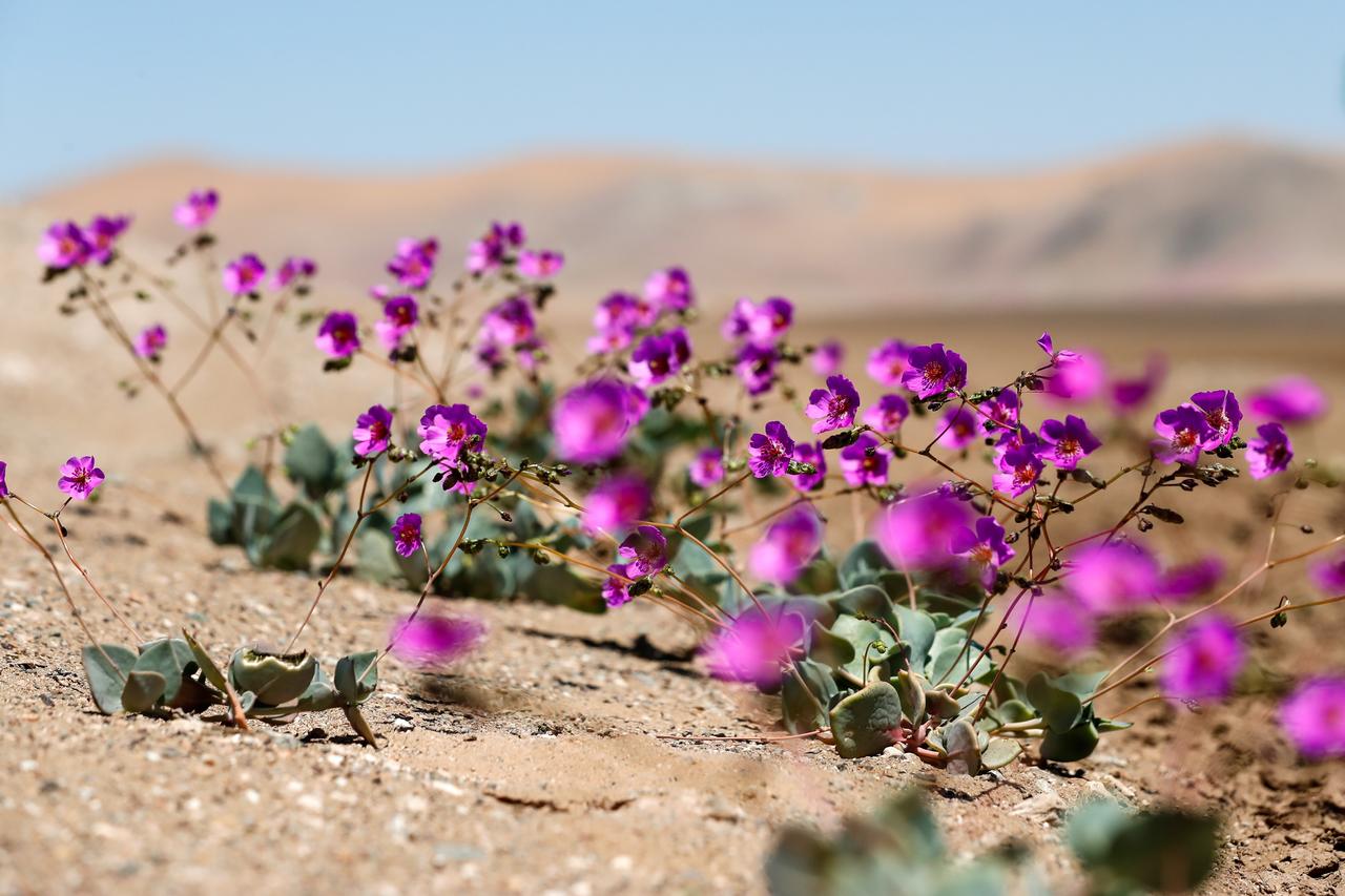 Algunos lo definen como un 'misterio', otros como un 'milagro': cada cierto tiempo, el desierto de Atacama, una de las zonas más áridas del mundo, se recubre con un manto de miles de flores en un vibrante y colorido espectáculo que, según los expertos, podría verse amenazado por el cambio climático. (ESPECIAL) 
 