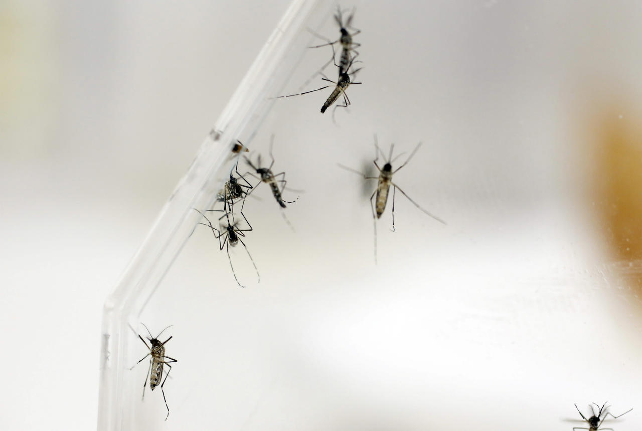 Coahuila tiene un acumulado de 400 casos de personas que dieron positivo al dengue, una infección vírica que se transmite por mosquitos hembra, principalmente de la especie Aedes aegypti. (ARCHIVO)