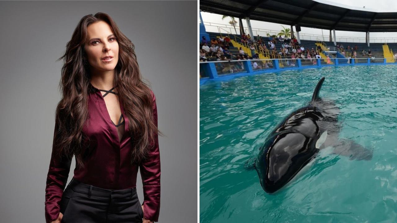 La actriz mexicana Kate del Castillo escribió este miércoles una carta al director ejecutivo de la empresa que va a ser la nueva propietaria del Miami Seaquarium para que le dé a la orca Lolita, cautiva desde hace 51 años en ese recinto, la oportunidad de nadar en libertad junto a su familia.
