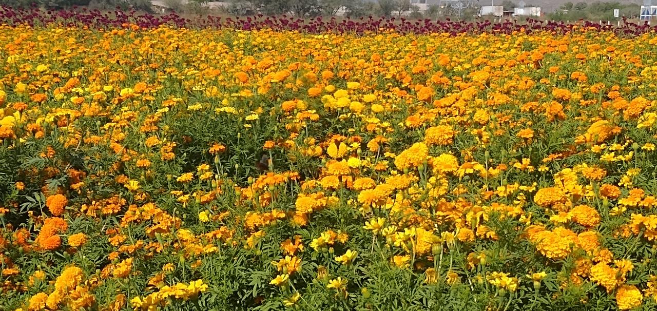 Para atender la demanda nacional de flor de Cempasúchil, este año fueron sembradas alrededor de dos mil hectáreas. (EL SIGLO DE TORREÓN)