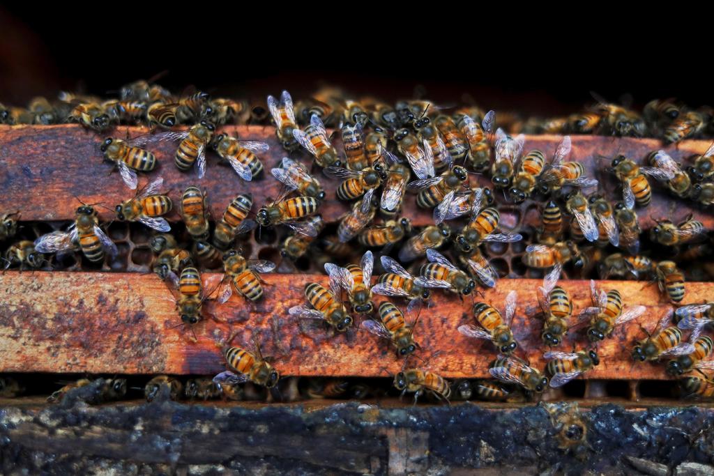 Se analiza la posibilidad de que los productores locales puedan generar sus propias abejas reina.