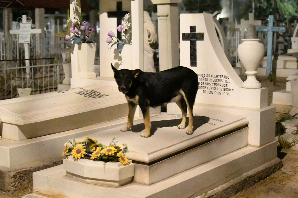 Uno de los perros adoptados por los trabajadores del cementerio no se le separa a don Aurelio. (FERNANDO COMPEÁN)