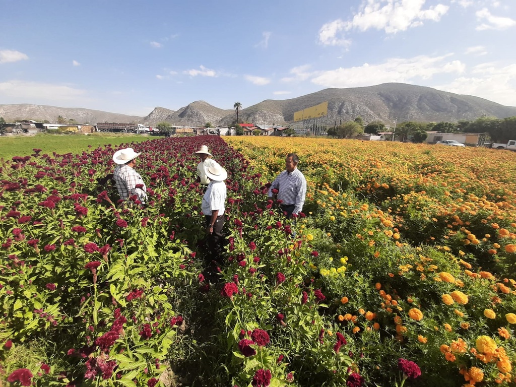 Cada año en Lerdo se siembran alrededor de 100 hectáreas de flor de temporada aunque el año pasado tuvieron grandes pérdidas debido a la pandemia. (DIANA GONZÁLEZ)