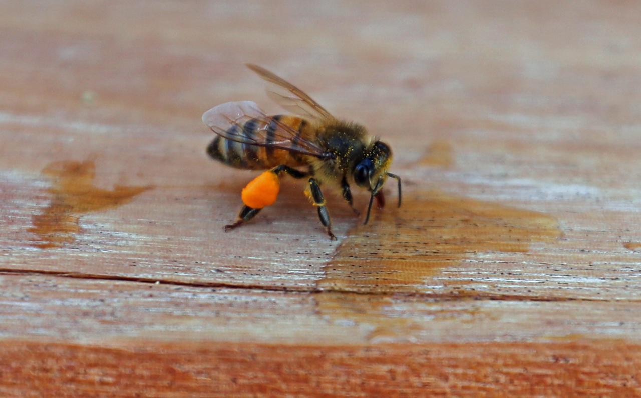  En La Laguna de Coahuila y Durango hay aproximadamente 112 apicultores. (EFE)