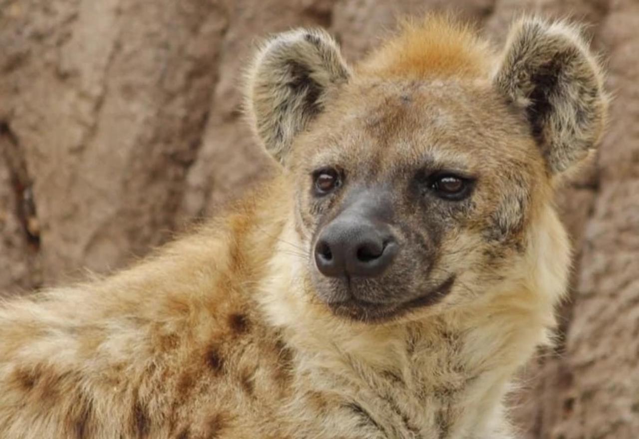 Las hienas experimentan síntomas leves, incluido un poco de letargo, algo de fluido nasal y una tos ocasional, según dieron a conocer funcionarios del zoológico en Denver (ESPECIAL)  