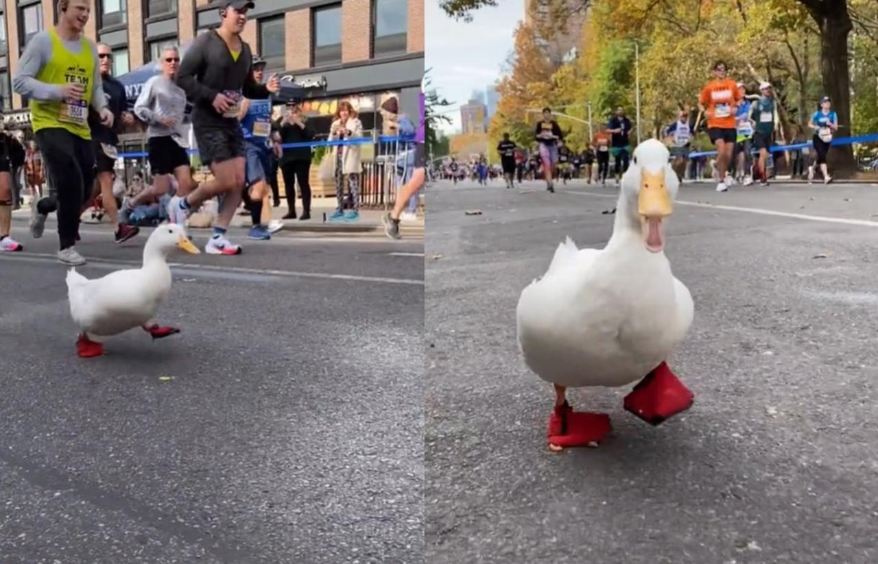 El pato de nombre 'Wrinkle' se ganó el corazón del público al participar en el maratón de Nueva York (CAPTURA) 