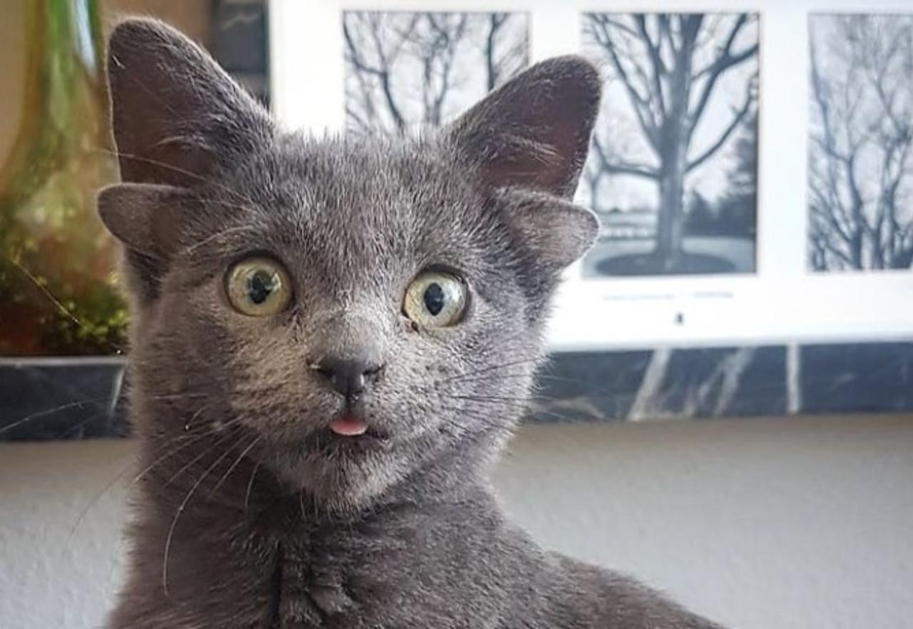 La gatita se ha convertido en toda una sensación en redes sociales gracias a su par de orejas extra (INSTAGRAM) 
