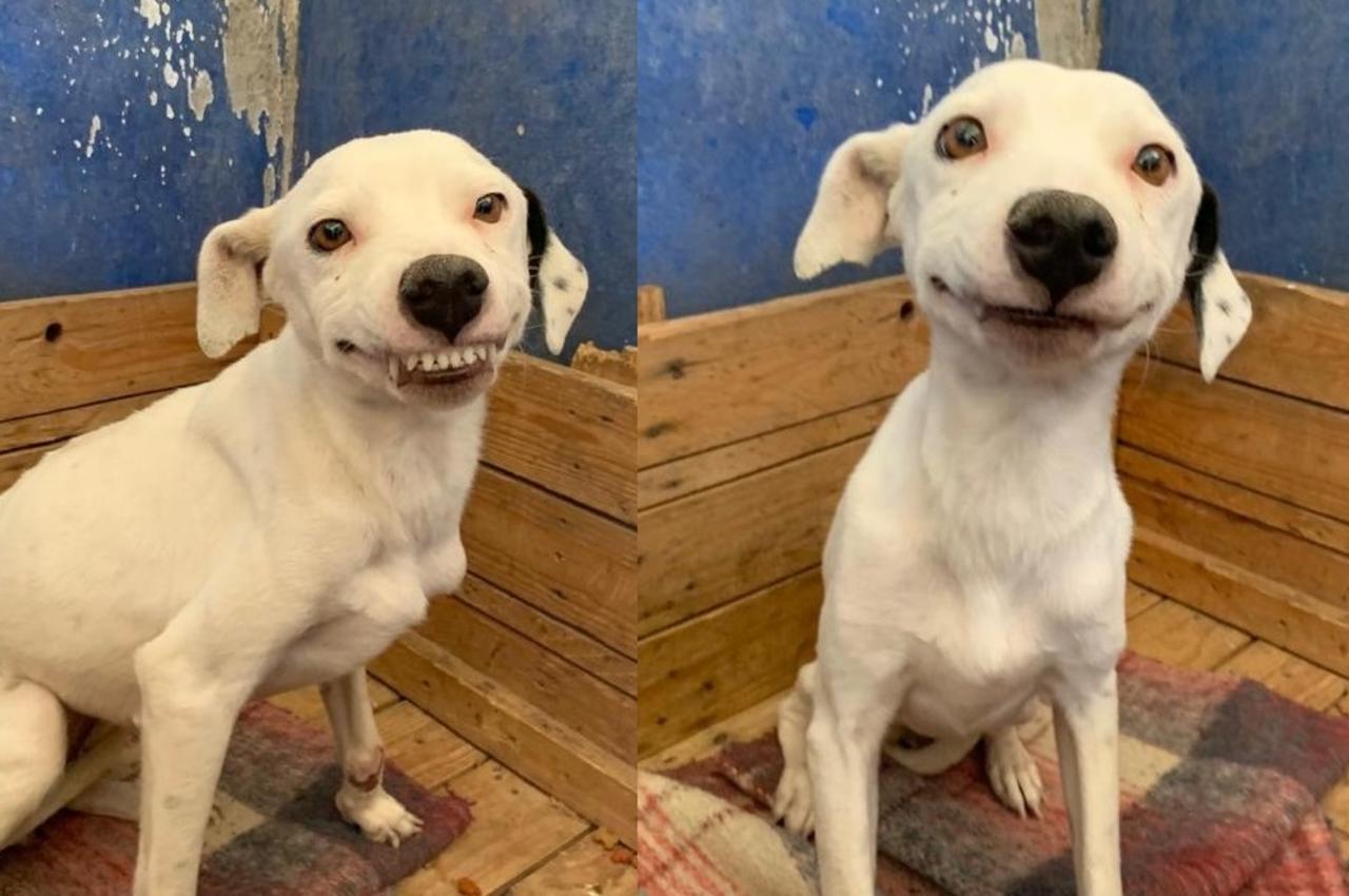 La perrita que se encuentra disponible para adopción en Control Canino Torreón, ha 'enamorado' a laguneros gracias a su 'sonrisa' (CAPTURA) 