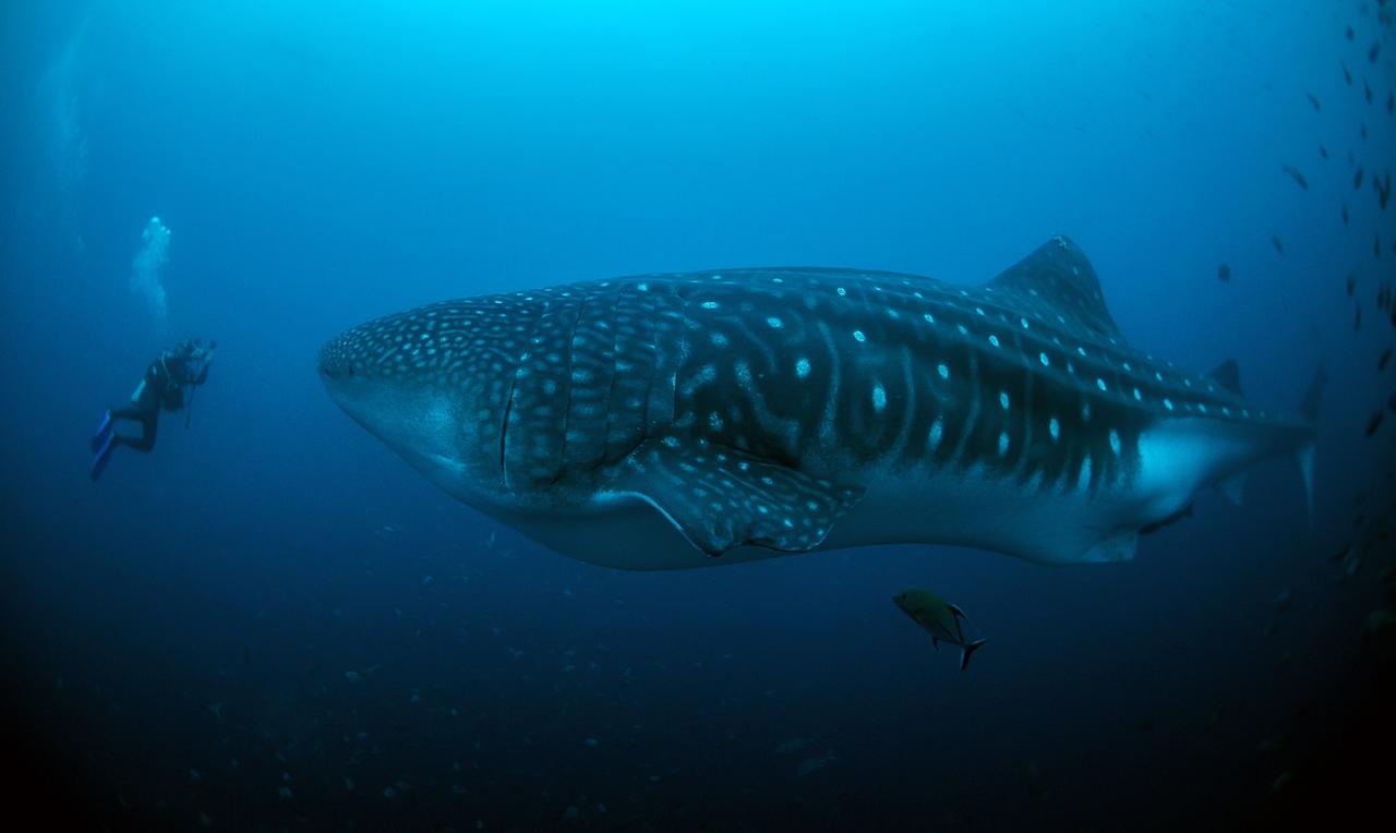 Un estudio genético realizado en el Pacífico de Panamá por investigadores del Smithsonian y del Servicio Geológico de los Estados Unidos da luces para la protección del tiburón ballena, un animal en peligro de extinción. (ARCHIVO)