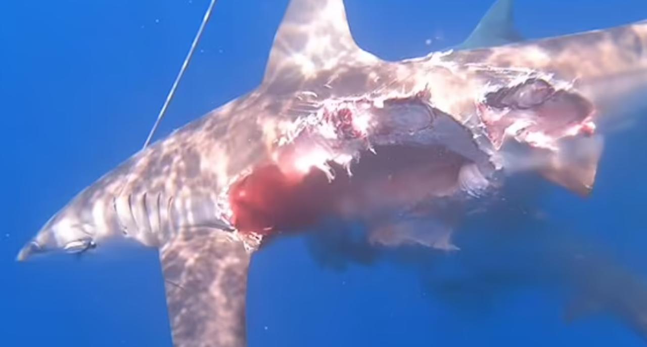 El tiburón sucumbió a sus heridas minutos después (CAPTURA)