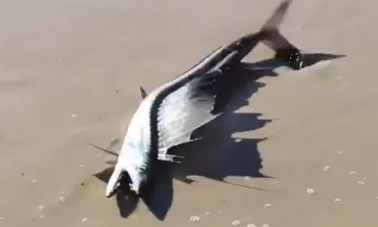 De acuerdo a lugareños de Laguna Beach, en California, el hallazgo del pez ocurrió después de que se presentara un temblor el día 15 de noviembre (CAPTURA) 