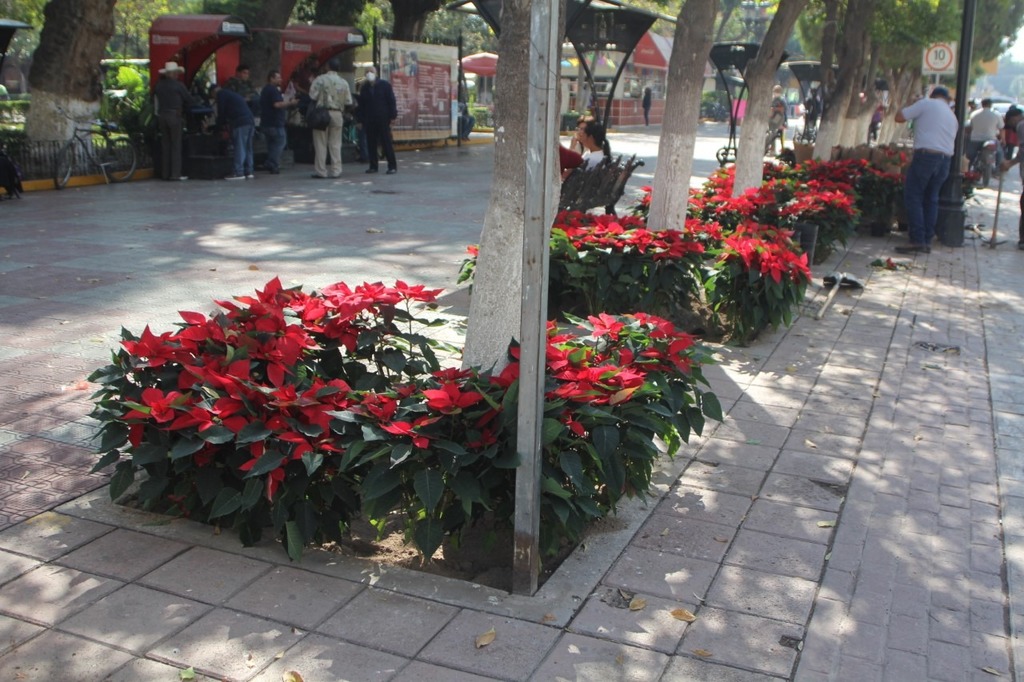 Colocan ya 500 Nochebuenas en diferentes plazas de la ciudad y en el bulevar Miguel Alemán. (EL SIGLO DE TORREÓN)