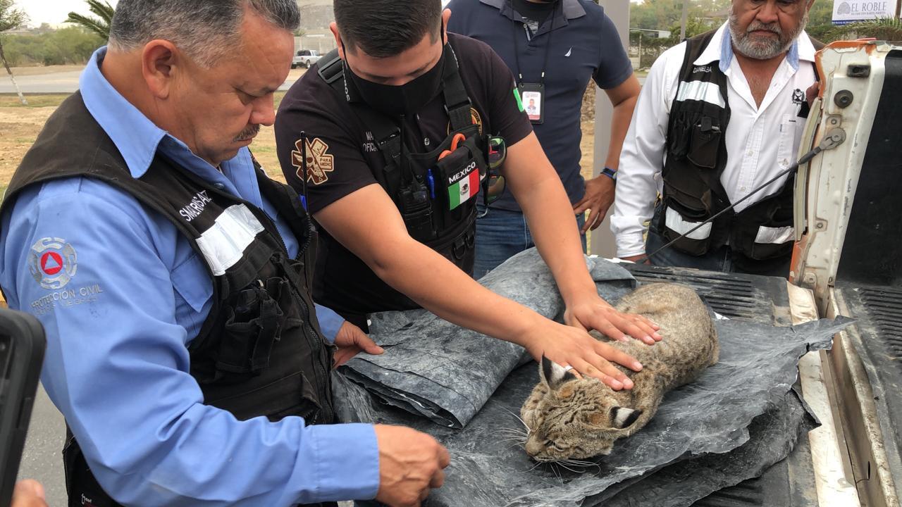 En un hecho poco usual, un gato montés fue visto en la zona urbana de Piedras Negras y tras reportarse al número de emergencias 911, se generó una fuerte movilización de cuerpos de seguridad y de rescate; lográndose la captura del animal salvaje, atenderlo y ponerlo en resguardo para su posterior liberación.
