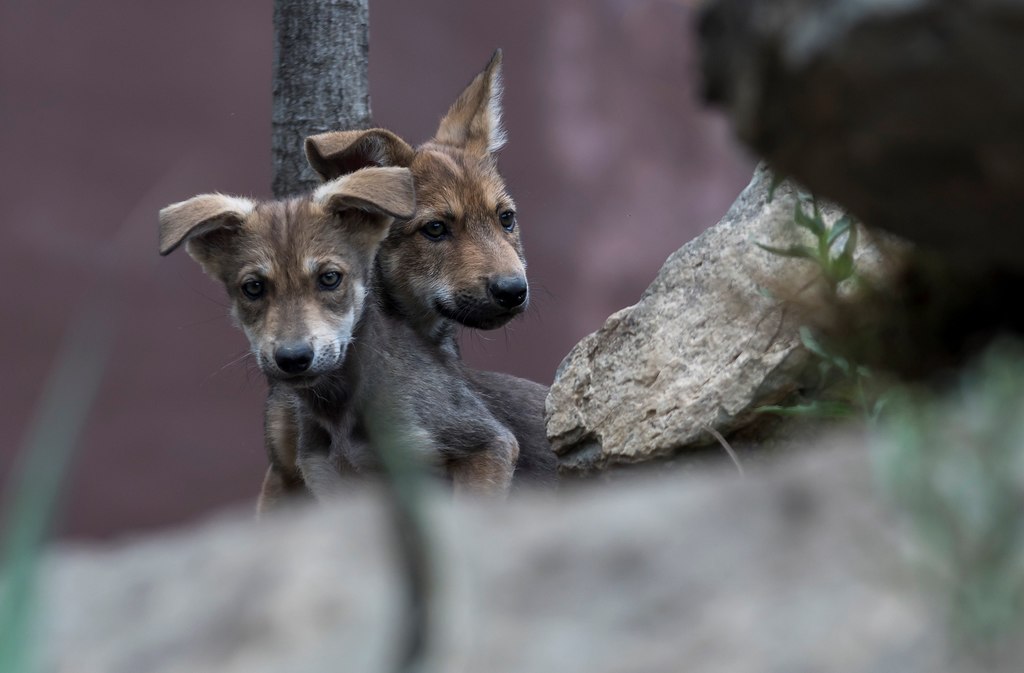 Del 2009 a la fecha, han nacido 15 cachorros de lobo gris al interior del Museo del Desierto. (ARCHIVO)