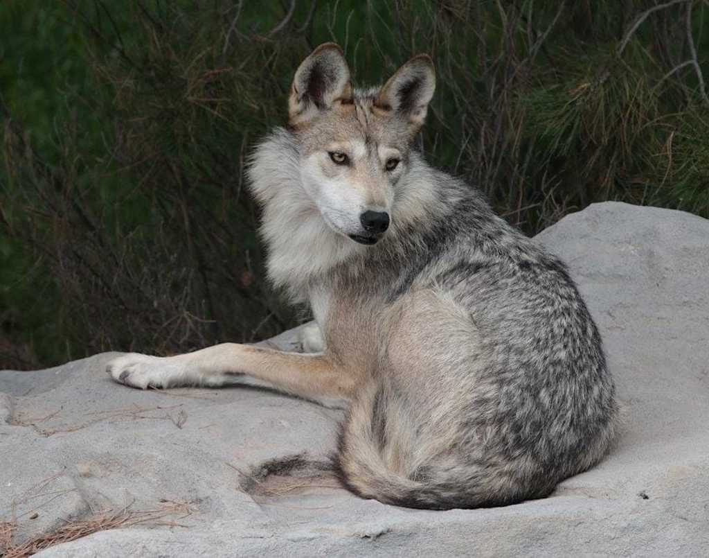 La especie del lobo gris mexicano se encontraba extinta en la vida silvestre hasta el 2019, sin embargo se han generado ejemplares mediante un programa. (ARCHIVO)